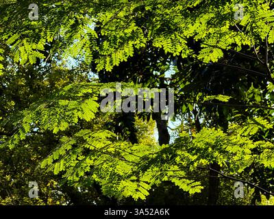 Ein Baum mit der frühen Morgensonne, die ihn im Sommer erhellt Stockfoto