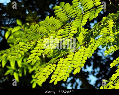 Beautiful green leaves being lit up by the sun in summer Stockfoto