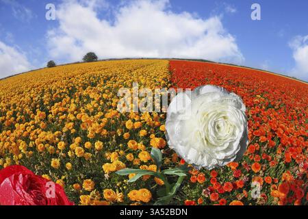 Funkelnder Tau auf schneeweißen Blütenblättern einer Blume. Ein Feld blühender gelber und orangener Butterblumen Stockfoto