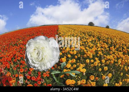 Funkelnder Tau auf schneeweißen Blütenblättern einer Blume. Ein Feld blühender gelber und orangener Butterblumen Stockfoto