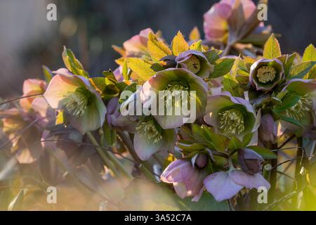 Die Fastenrose, auch bekannt als Hellebore-Busch, blüht im Frühlingsblumengarten. Grün, rosa und cremefarbene Helleborus, fastenrosen Helleborus. Stockfoto