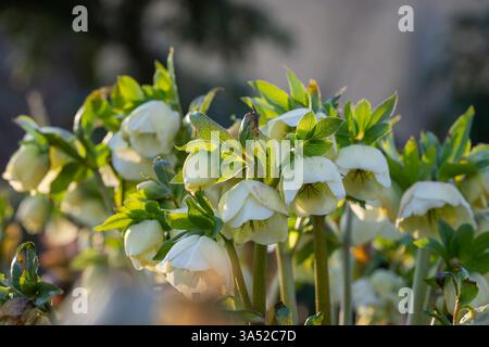 Helleborus blüht im Frühjahr. Weihnachtsrose (Helleborus niger) mit hellgelben Blüten und dunkelgrünen Blättern in einem Garten oder Park, immergrün. Stockfoto