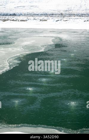 Sprudelnde Quellen tauchen unter der eisigen Oberfläche auf und bilden einen atemberaubenden Kontrast zum umliegenden gefrorenen Gelände in einer ruhigen arktischen Umgebung in d Stockfoto