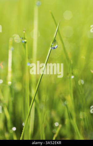 Wassertropfen auf einem Grashalm, Deutschland, Europa Stockfoto
