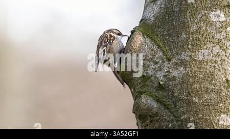 Seitenansicht eines Baumbaums auf einem Baum (Certhiidae), Nahaufnahme, weicher beigefarbener Hintergrund, Kopierraum, 16:9 Stockfoto