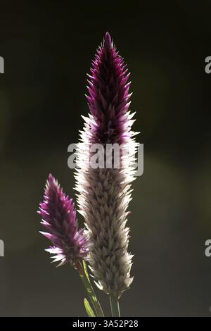 Die stachelförmige Blütenstände der Silbercelosia, Celosia argentea Stockfoto