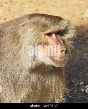 Orang-Utan-Affen. Zoo Safari in Israel Stockfoto