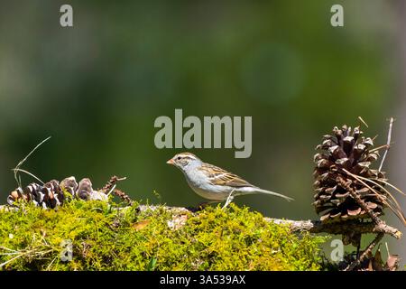 Das Lied Spatzen (Melospiza melodia), einheimische Spatzen in Nordamerika Stockfoto