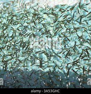 Die Herde kleiner Fische in einem großen Aquarium. Im Wasser reflektierte Lichtflecken Stockfoto