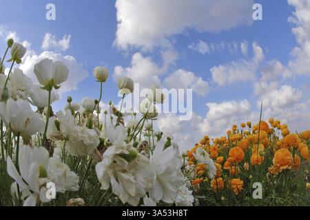 Der dunkelblaue Frühlingshimmel und Wolken über einem Feld weiß-orange Blumen, fotografiert von einer Linse das Fischauge Stockfoto