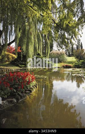 Bezaubernd schöner Park-Garten Sigurta. Flacher Teich, Trauerweide und ein Blumenbeet mit roten Blumen. Norditalien Stockfoto