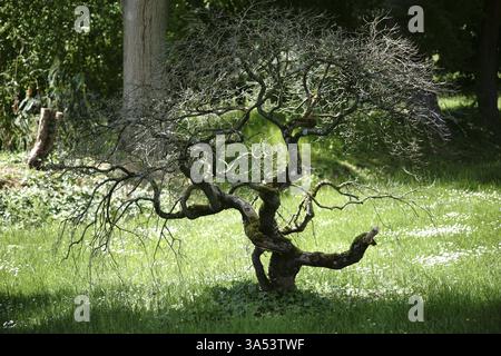 Ein knorriger und kleiner Bonsai-Baum mit Moos und Flechten, die auf seinen Ästen wachsen Stockfoto