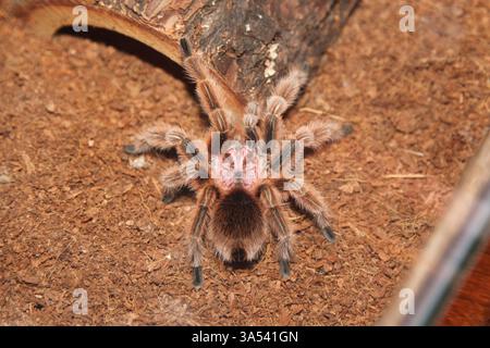 Eine Tarantula-Spinne in einem Gehäuse Stockfoto