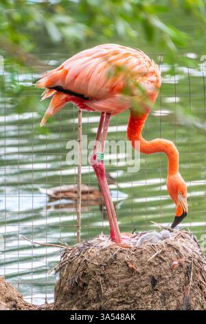 Ein neugeborenes Baby Rosa Flamingo, Phoenicopterus roseus, ist von seiner Mutter voll versorgt Stockfoto