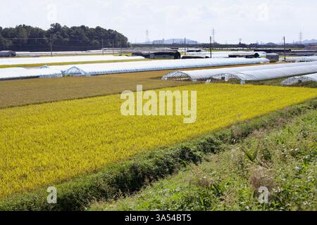 Gwangju City, Südkorea - 24. September 2020: Ausgedehnte Reisfelder mit goldenen Stielen, die sich der Ernte nähern, erstrecken sich entlang moderner Gewächshäuser Stockfoto