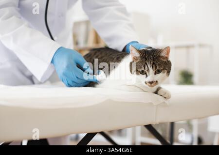 Männlicher Tierarzt, der Tabbykatze mit Stethoskop untersucht, Schwerpunkt Tierpflege und Gesundheit Stockfoto