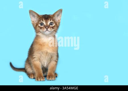 Abessinier Kitten Stockfoto
