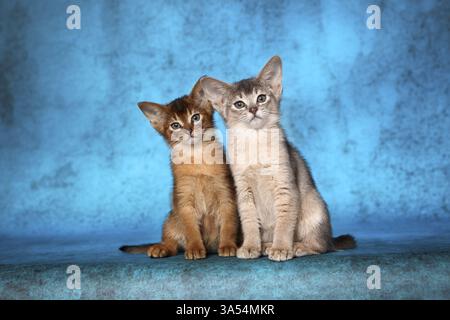 Abessinier Kitten Stockfoto