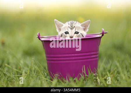 Savannah Kitten Stockfoto