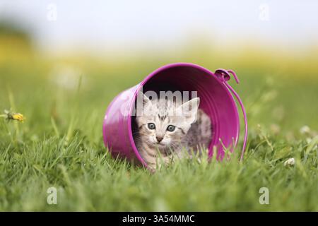 Savannah Kitten Stockfoto