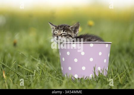Savannah Kitten Stockfoto