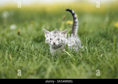 Savannah Kitten Stockfoto