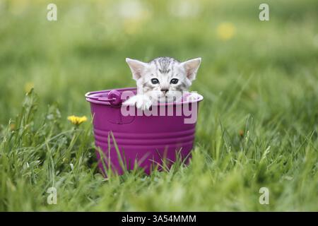 Savannah Kitten Stockfoto