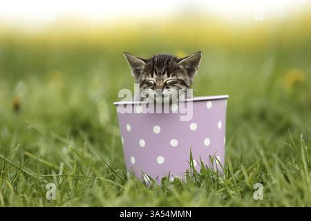 Savannah Kitten Stockfoto