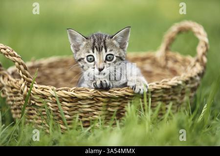 Savannah Kitten Stockfoto
