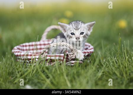 Savannah Kitten Stockfoto