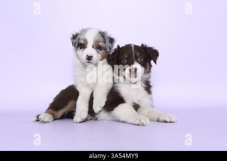Australian Shepherd Welpen Stockfoto
