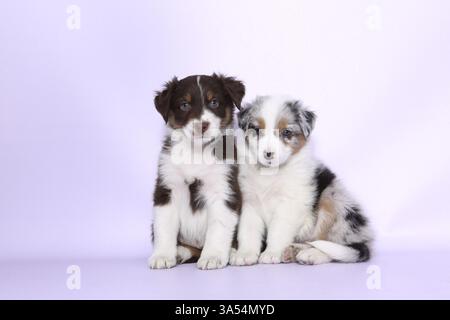Australian Shepherd Welpen Stockfoto