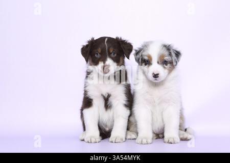 Australian Shepherd Welpen Stockfoto