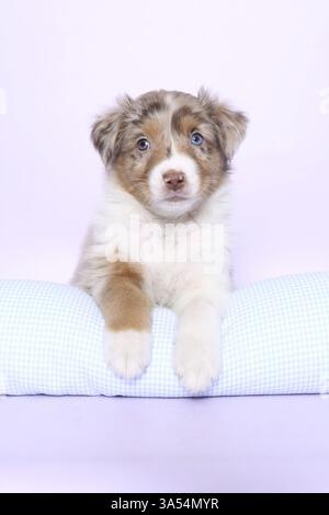 Australian Shepherd Welpen Stockfoto