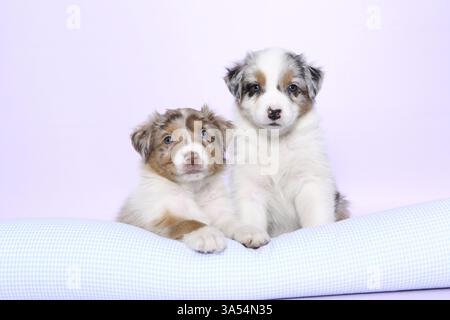 Australian Shepherd Welpen Stockfoto