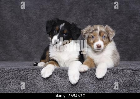 Australian Shepherd Welpen Stockfoto