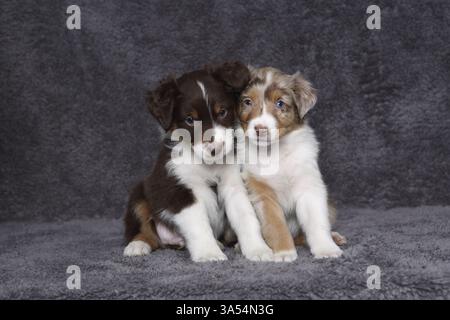 Australian Shepherd Welpen Stockfoto