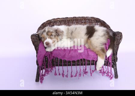 Australian Shepherd Welpen Stockfoto