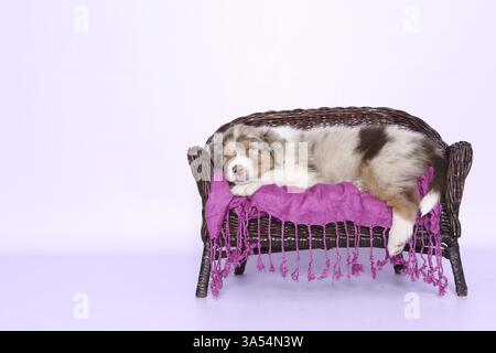 Australian Shepherd Welpen Stockfoto