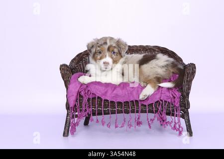 Australian Shepherd Welpen Stockfoto