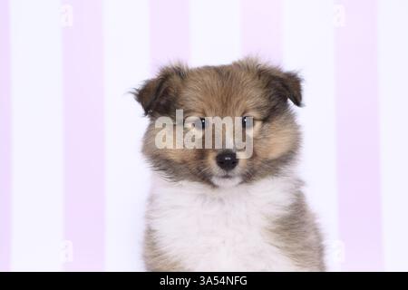 Sheltie Welpen Stockfoto