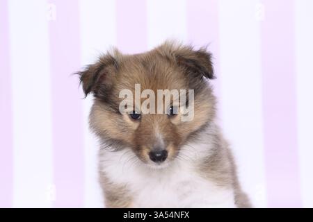 Sheltie Welpen Stockfoto