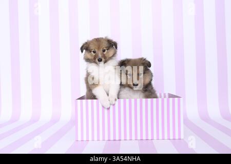 Sheltie Welpen Stockfoto