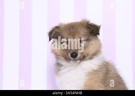 Sheltie Welpen Stockfoto