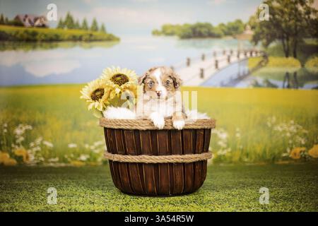 Australian Shepherd Welpen Stockfoto