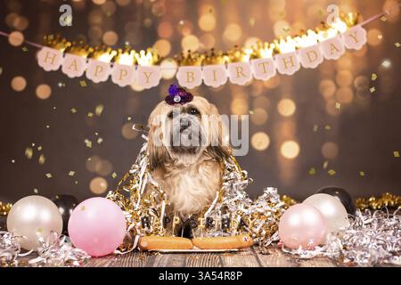 Shih Tzu Stockfoto