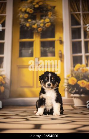 Australian Shepherd Welpen Stockfoto