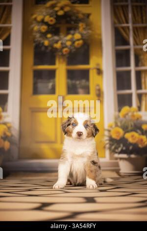 Australian Shepherd Welpen Stockfoto