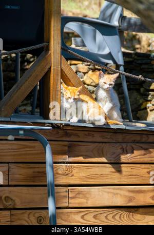 Zwei Kätzchen sitzen auf einer Holzterrasse und genießen ein Sonnenbad Stockfoto