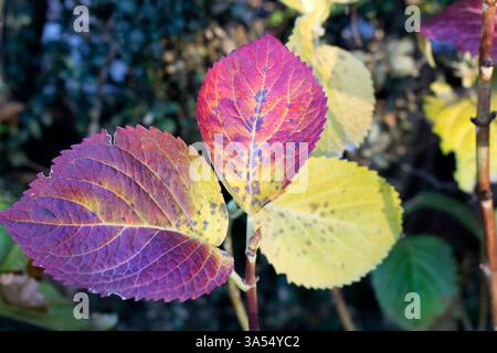 Nahaufnahme der Hortensie (Hortensie) Blätter im Herbst mit einer lebhaften Mischung aus violetten, roten und gelben Tönen. Das Bild erfasst den saisonalen Transit Stockfoto